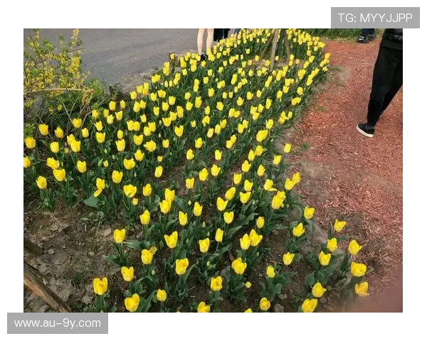 《足球奇遇记:梦想与挑战交织的绿色赛场》 《足球奇遇记:梦想与挑战交织的绿色赛场》